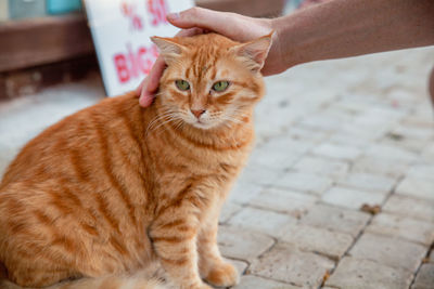 Close-up of cat