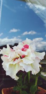 Close-up of pink flowering plant against sky