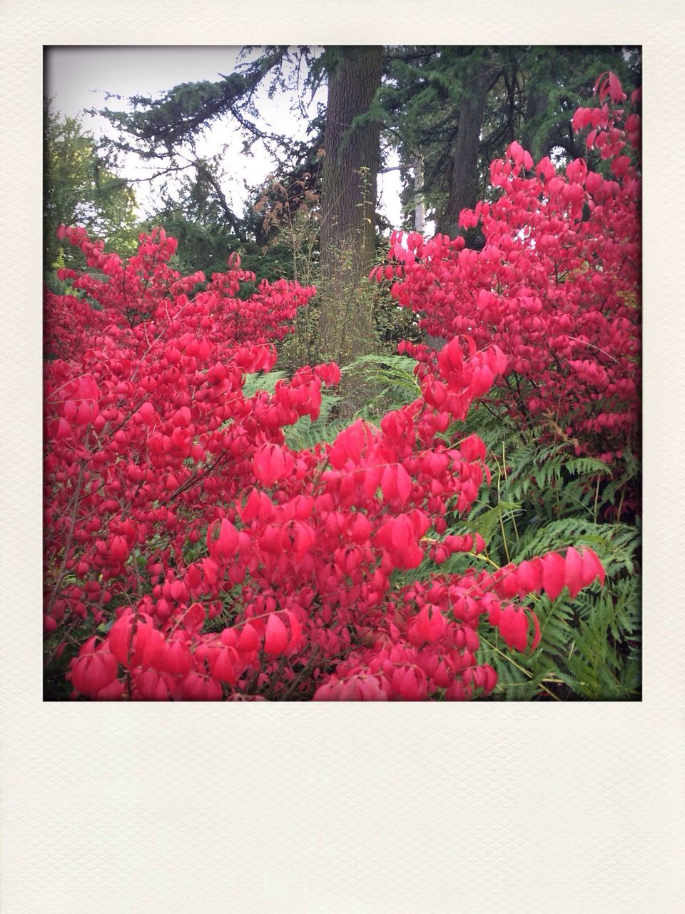 transfer print, flower, auto post production filter, growth, beauty in nature, freshness, tree, fragility, nature, pink color, blossom, tranquility, red, season, pink, blooming, no people, petal, day, outdoors