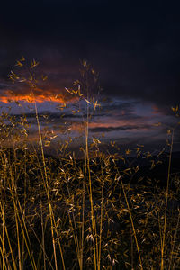 Scenic view of field against sky at sunset