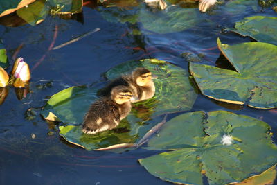 High angle view ducks in a lake