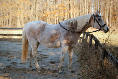 Horse standing in ranch