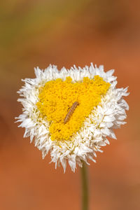 Close-up of yellow flowering plant