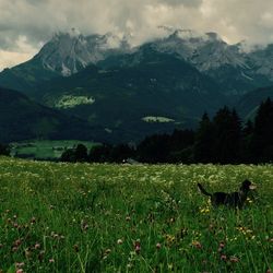 Scenic view of landscape