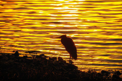 Silhouette bird on beach against orange sky