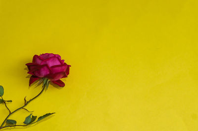 Close-up of rose against yellow background