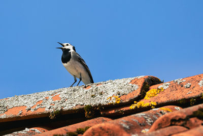 Bird perching on a wall