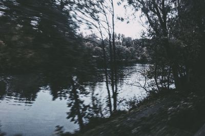 Reflection of trees in water