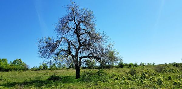 Tree on field against clear blue sky