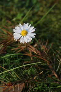 Close-up of white daisy flower on field