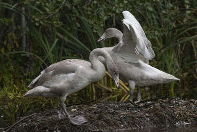 Close-up of bird