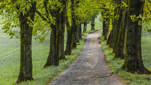 Road amidst trees in forest