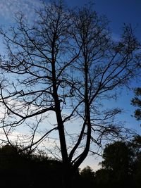 Low angle view of silhouette bare tree against sky