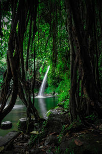 Scenic view of waterfall in forest