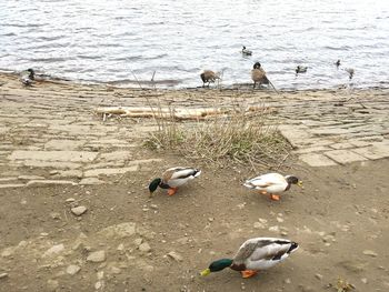 Birds in flight