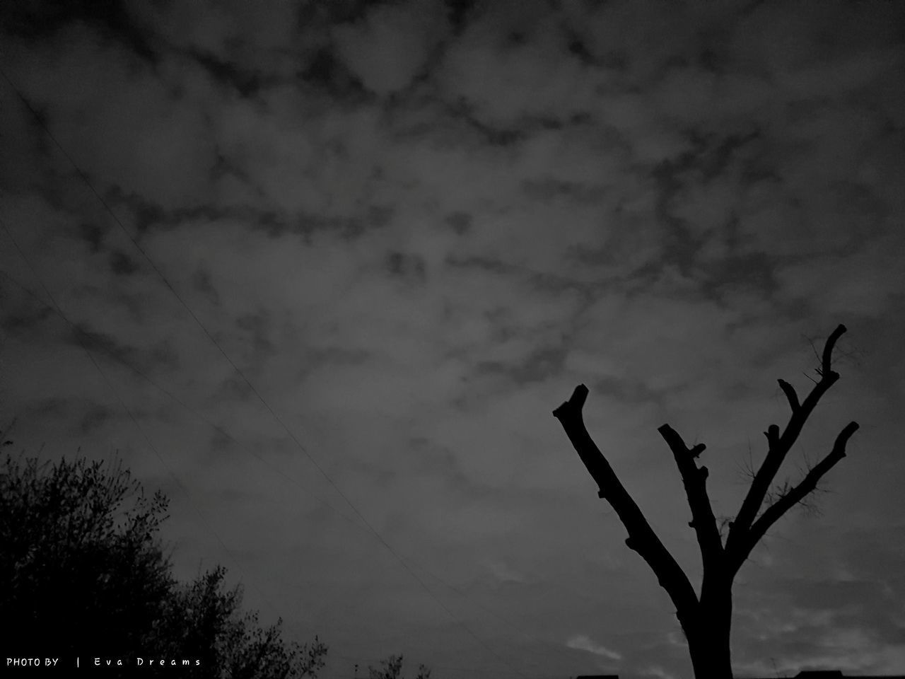 LOW ANGLE VIEW OF BARE TREE AGAINST SKY AT SUNSET