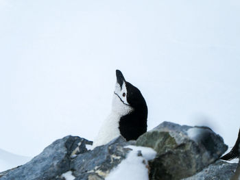 Close up of chinstrap penguin looking up in antarctica