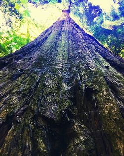 Low angle view of trees in forest