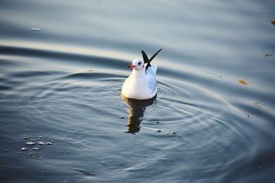 High angle view of duck swimming in lake