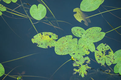 High angle view of leaves floating on lake