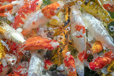 High angle view of koi carps swimming in sea