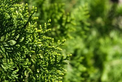 Close-up of green leaves