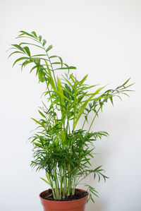 Close-up of potted plant against white background