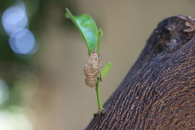 Close-up of insect on leaf