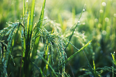 Close-up of crops growing on field