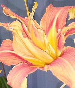 Close-up of yellow lilies blooming outdoors