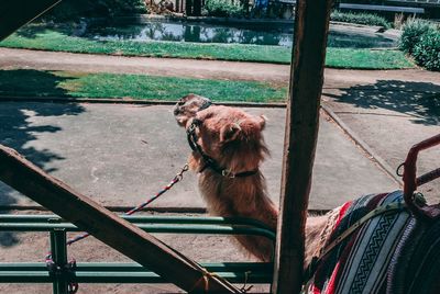 Dog sitting outdoors