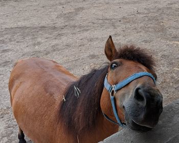 Horse in field