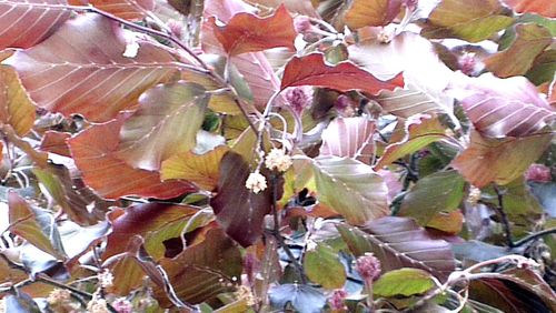 Full frame shot of leaves