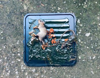 High angle view of garbage on street