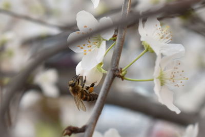 Close-up of bumblebee on white cherry blossom