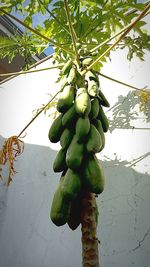 Low angle view of fruits hanging on tree