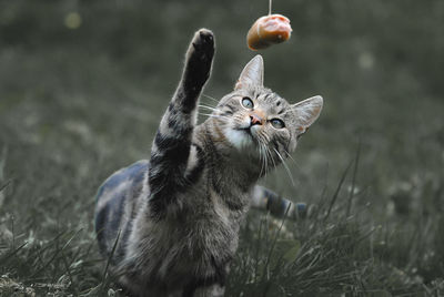 Cat playing on field