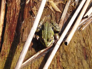 Close-up of lizard on tree trunk in forest