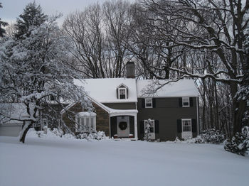 Houses and bare trees during winter