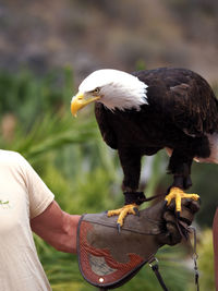Bald eagle perching on hand