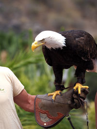 Close-up of hand holding bird