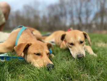 Dog lying on grass