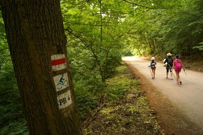 Rear view of family walking on road amidst trees in forest