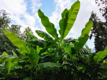 Low angle view of green leaves against sky