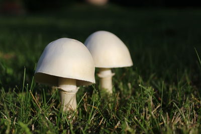 Close-up of mushroom growing on field