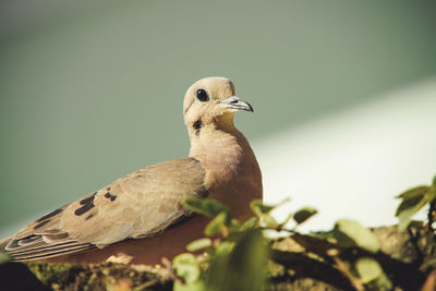 Close-up of bird perching on a plant