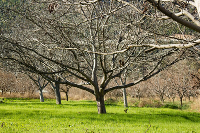 Bare tree on field