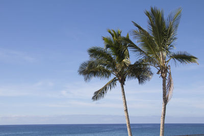 Palm trees by sea against sky