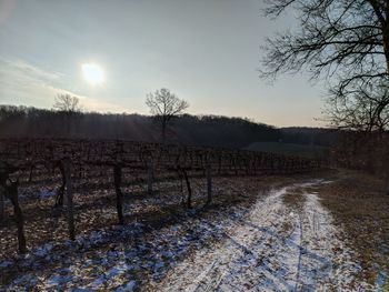 Bare trees on field against sky during winter
