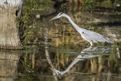 Heron on a lake